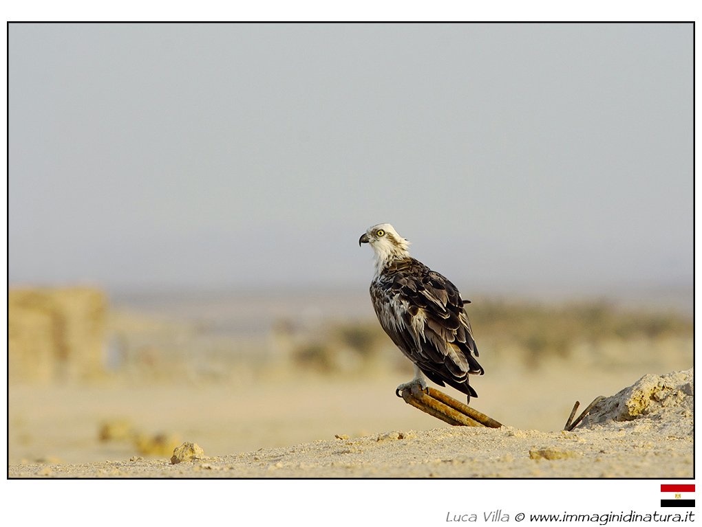 Falco pescatore - Pandion haliaetus